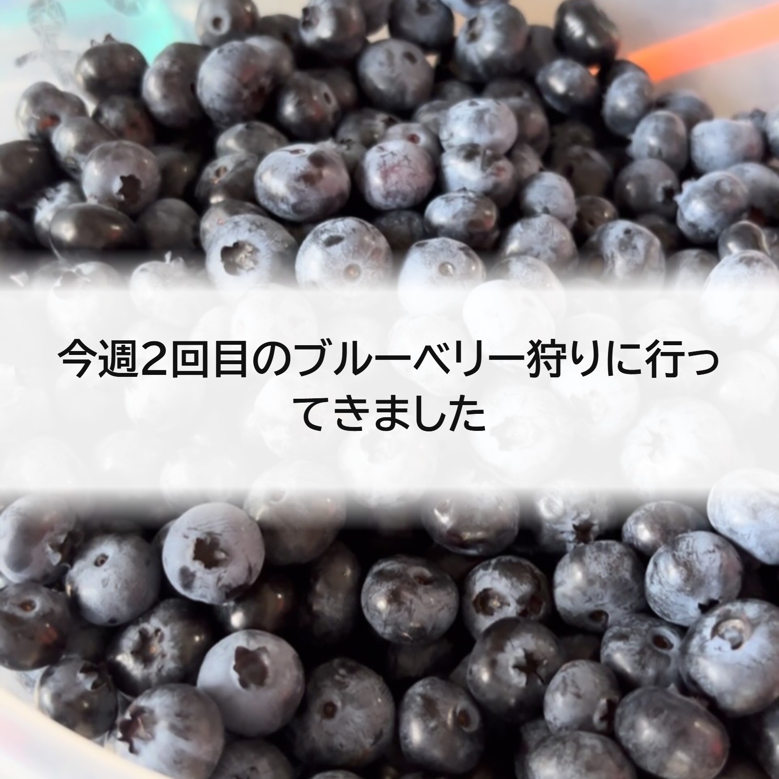 今週2回目のブルーベリー狩りに行ってきました