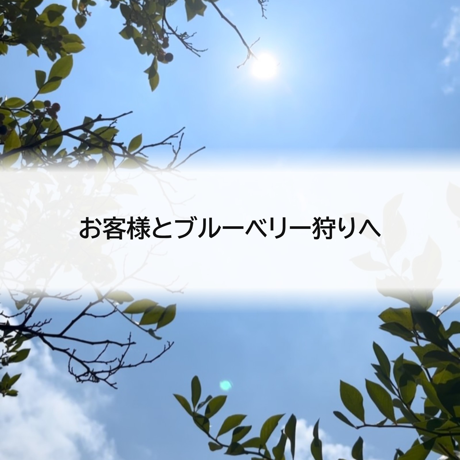 お客様とブルーベリー狩りへ