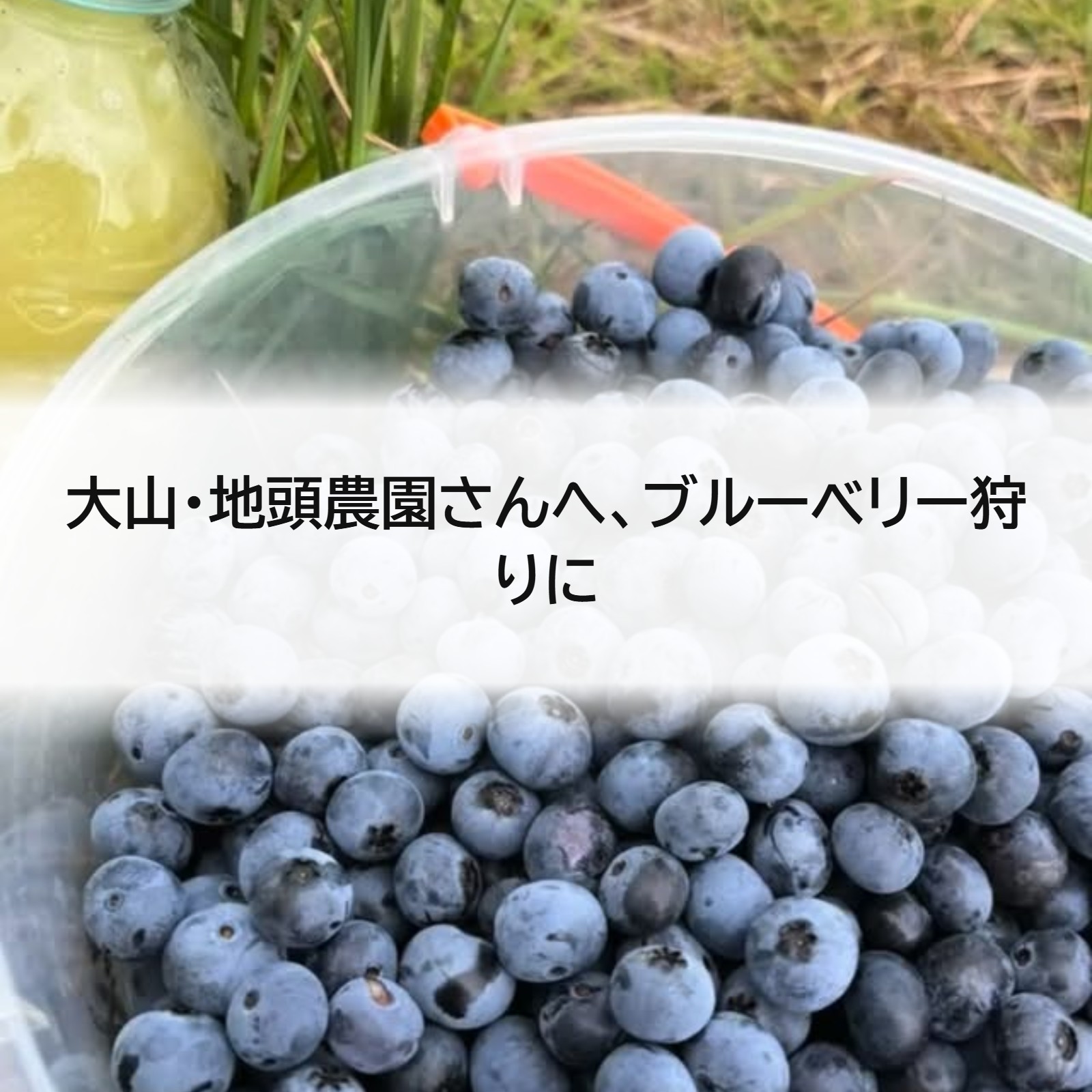 大山・地頭農園さんへ、ブルーベリー狩りに