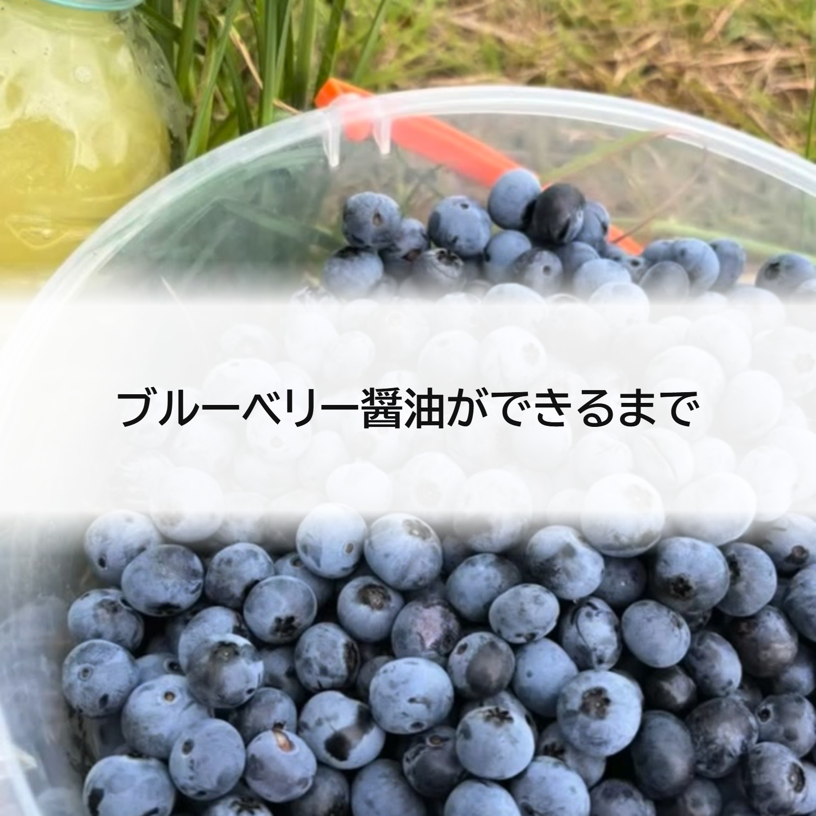 ブルーベリー醤油ができるまで